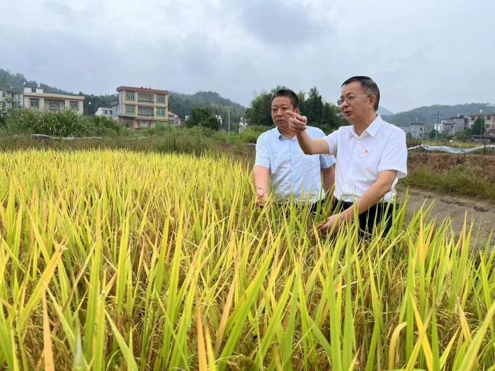 喜报！江粮集团驻村工
